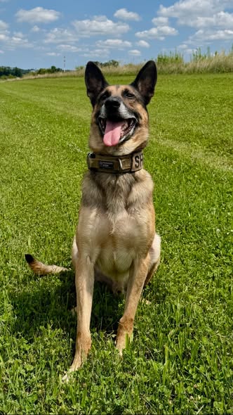 K9 Edy Retires After Years of Dedicated Service