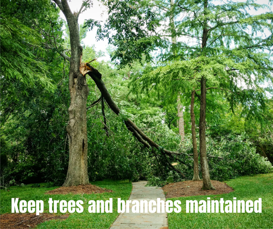 Code Enforcement Corner — Trees and branches