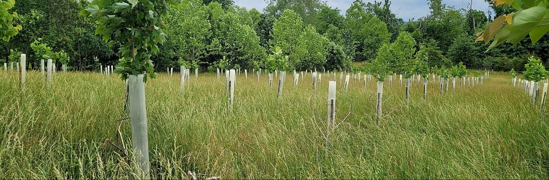 County Program Pays Local Landowners to Grow New Forests