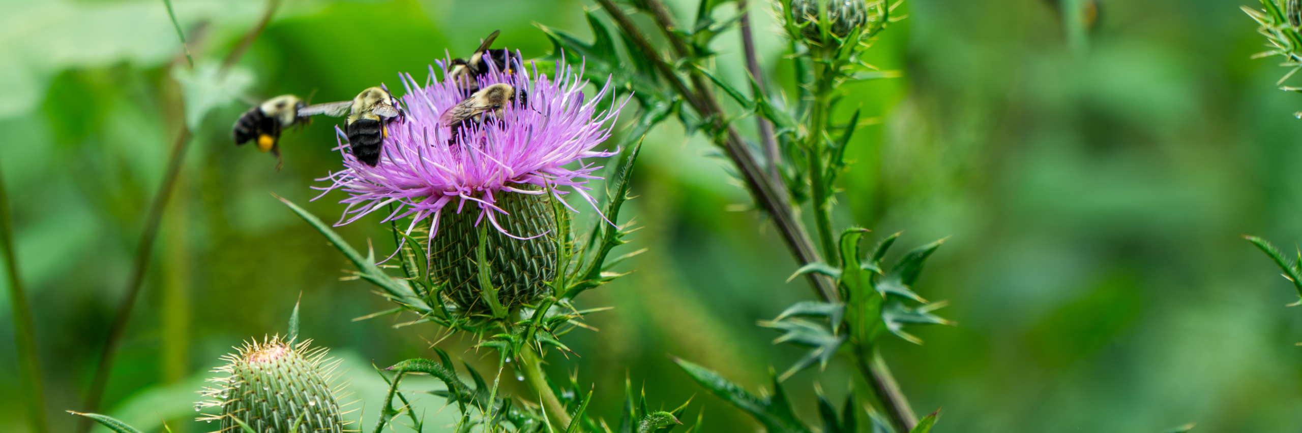 Frederick County and City Earn Bee City USA Designation Frederick County and City Earn Bee City USA Designation