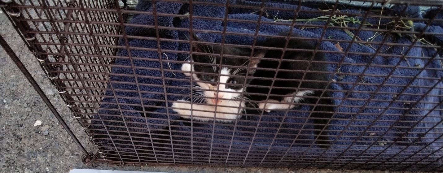 Stray Kitten from Rocky Ridge, MD near Loys Station Park Tests Positive for Rabies